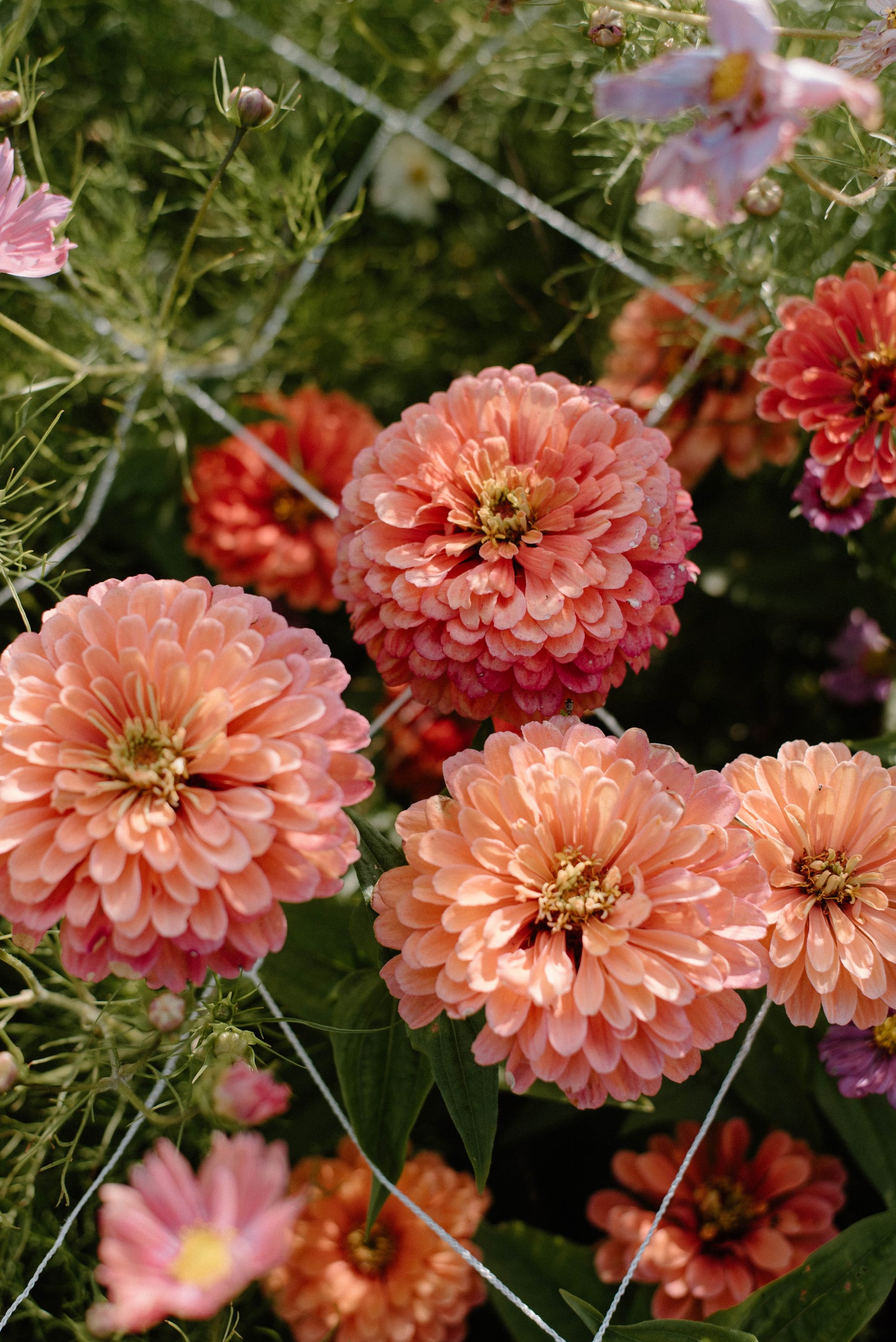 Mini Blooms Subscription